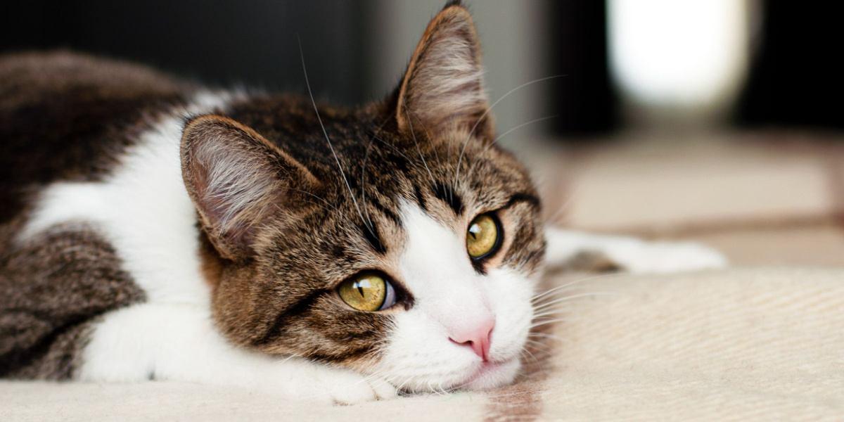 How to Comfort A Hurt Cat