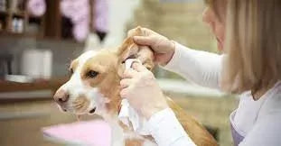 Dog Has Ear Infection Can't Afford Vet