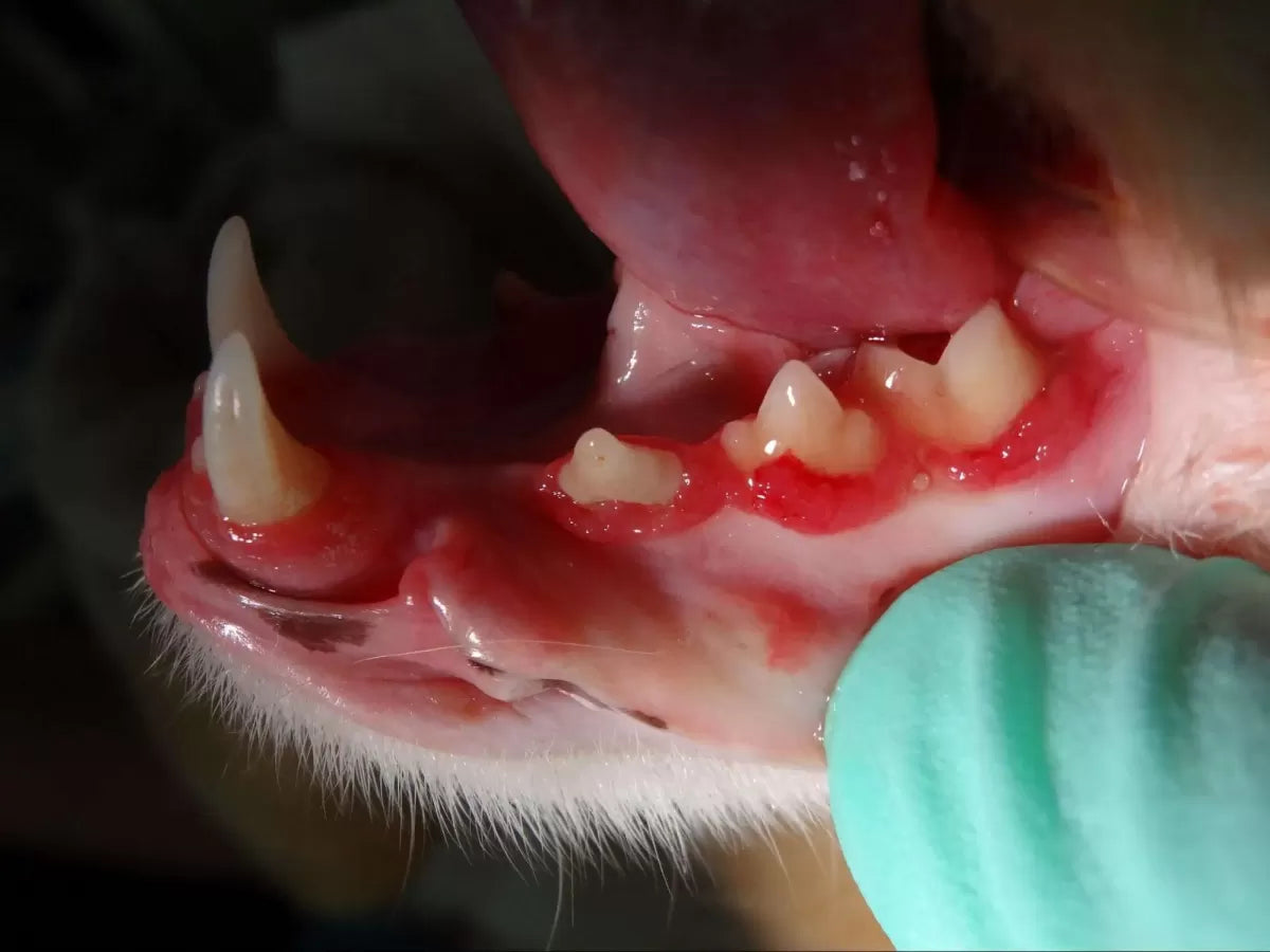 Feline Inflamed Gums: Causes, Symptoms, Treatment, and Recovery