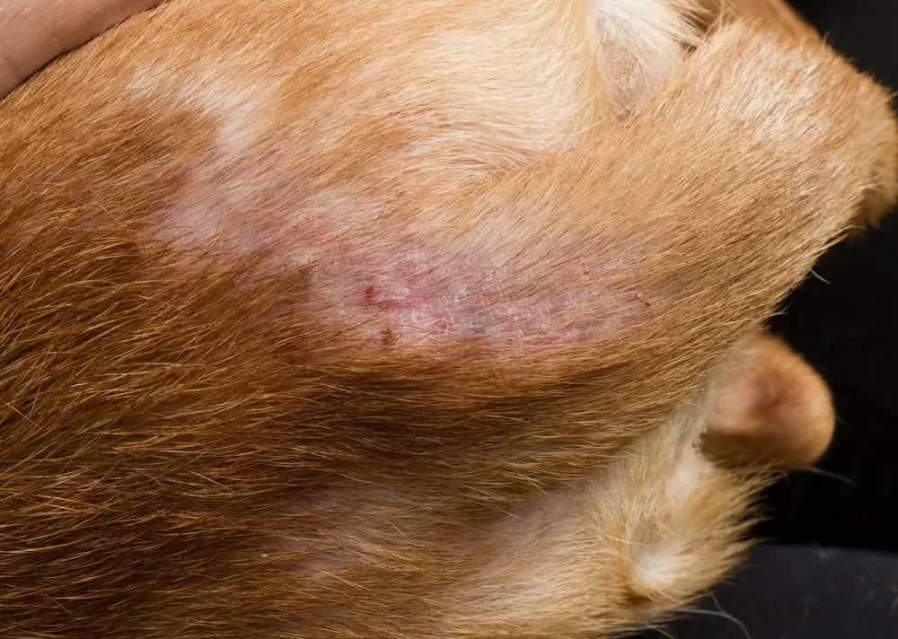 Bug Bites on Dogs