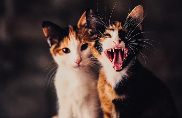 Understanding Kitty Gingivitis