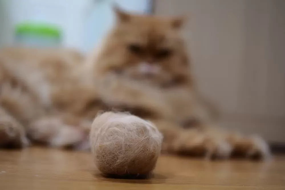 Decoding Cat Hairballs