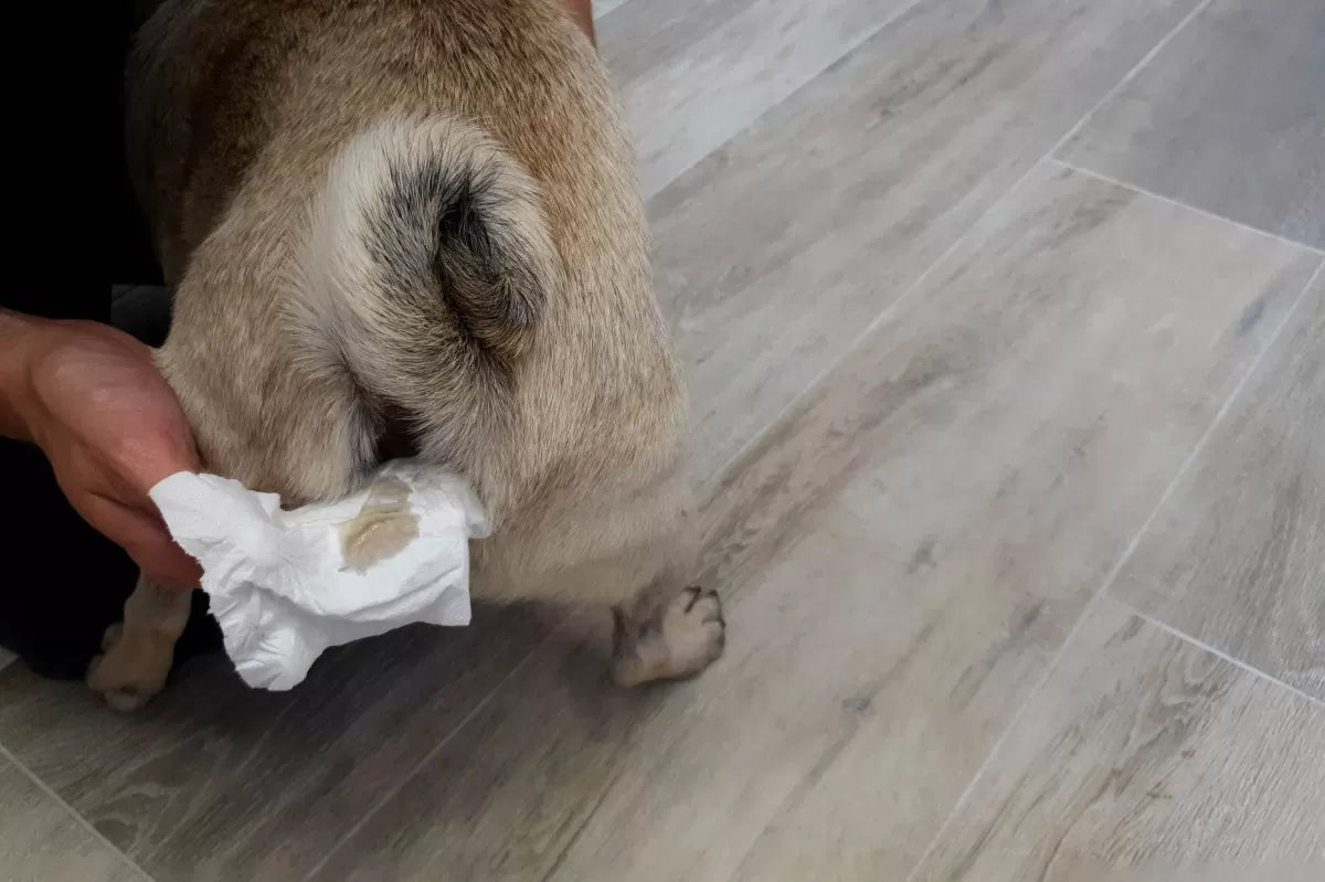 Why is My Female Dog Leaking Brown Fluid From Anus