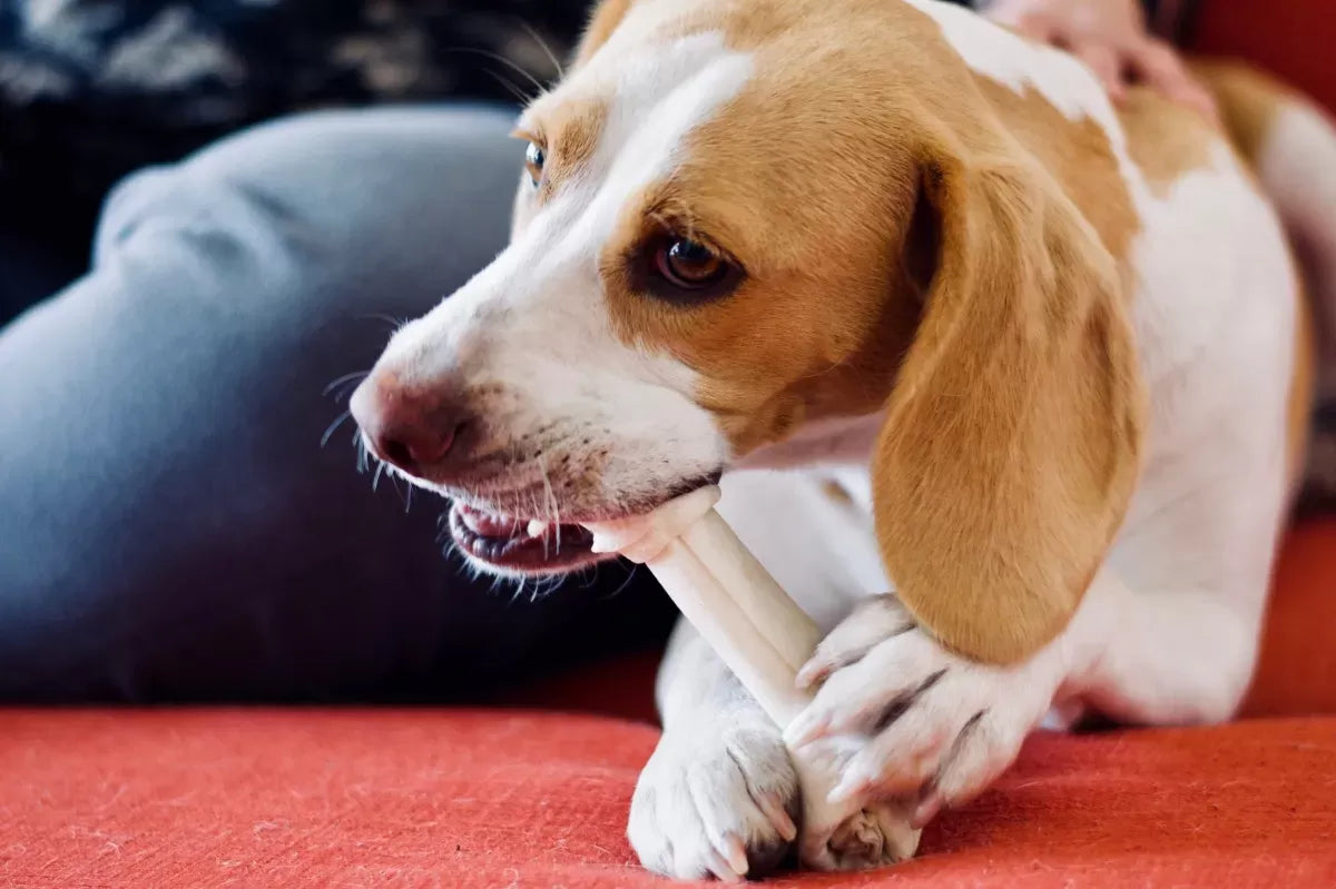 What to Feed When Dog Has a Yeast Infection