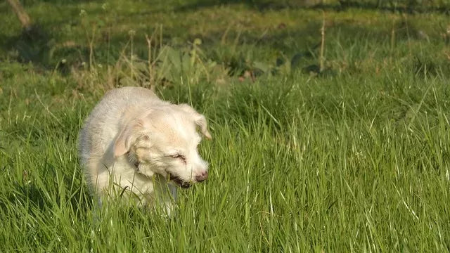 Catnip for Dogs: The Surprising Benefits and Uses