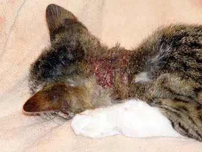 Sarcoptic Mange in Cats