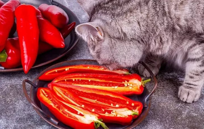 Can Cats Taste Spicy?