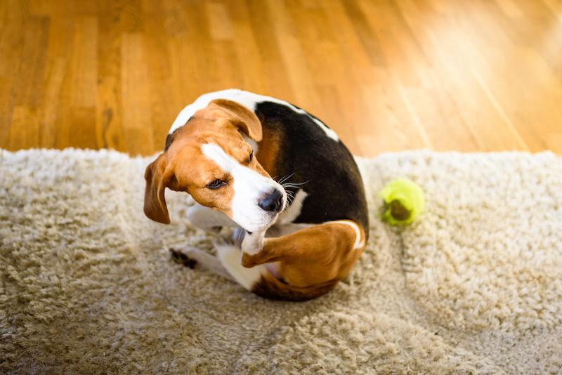 Dog Has Itchy Spots? Here's How to Know If It's a Hot Spot
