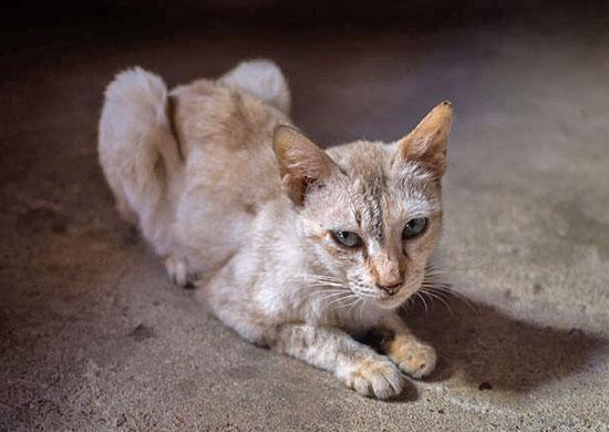 Malnutrition in Cats