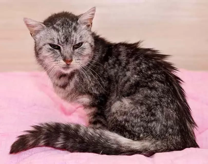 Hypothyroidism in Cats