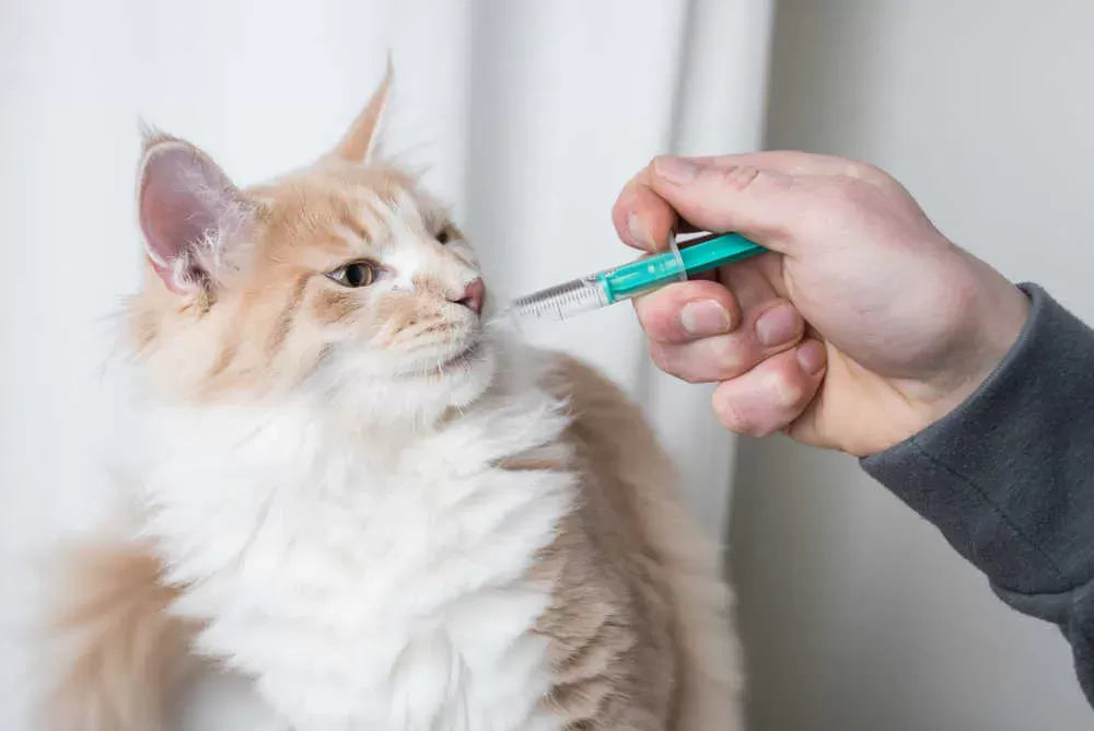 The Essential Guide to Cat Laxatives