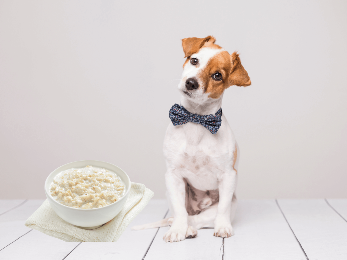 Can Dogs Eat Grits