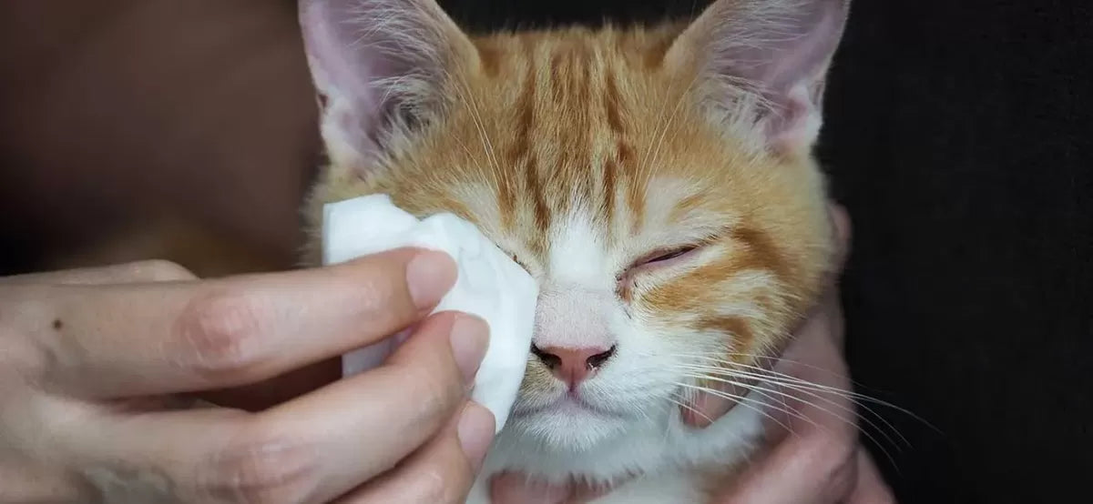 Brown Discharge from Cats‘ Eyes