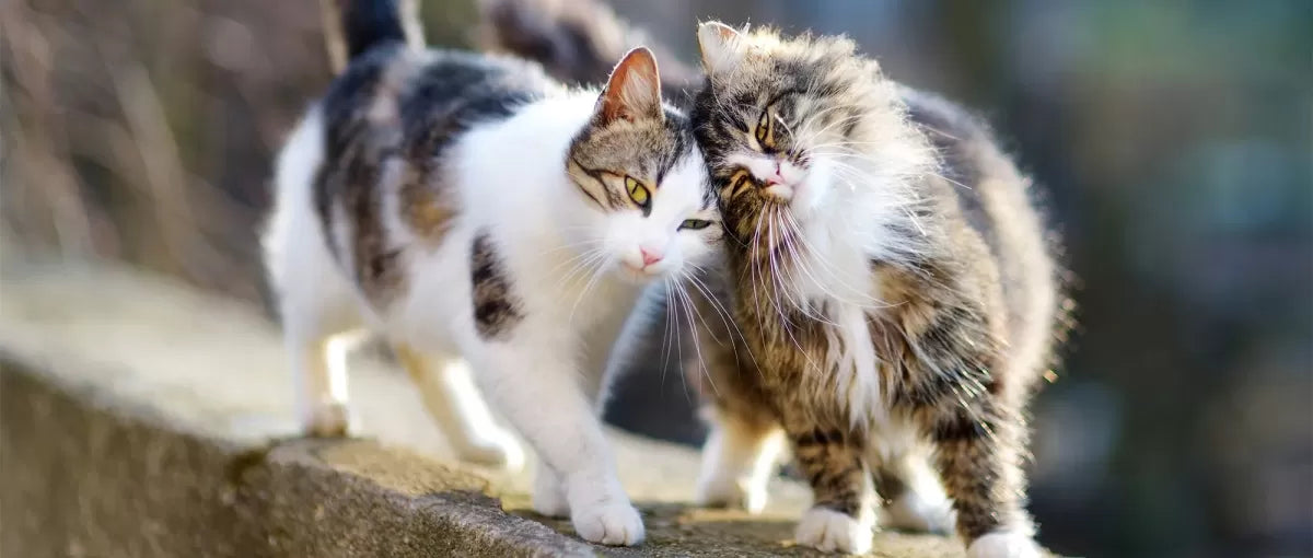 Cats Throwing Up after Meeting Stray