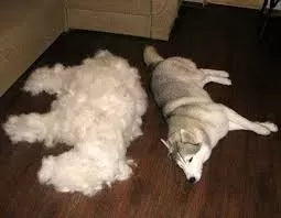 Understanding the Double Coated Dogs