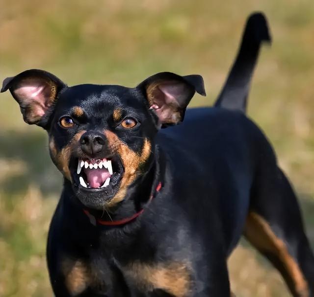 Why Do Dogs Growl?