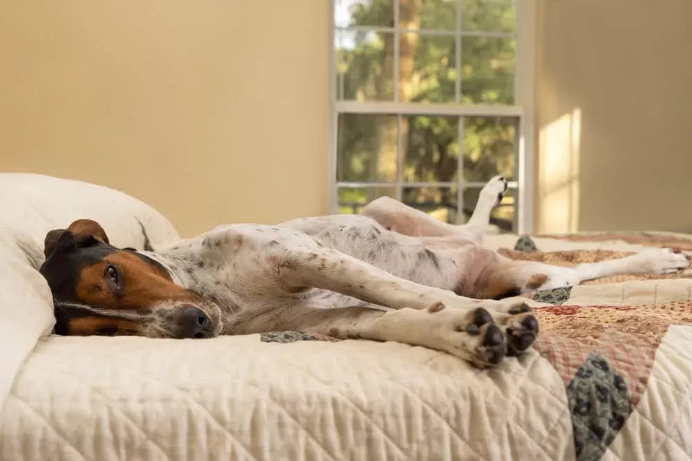 Dog Intestinal Blockage Timeline