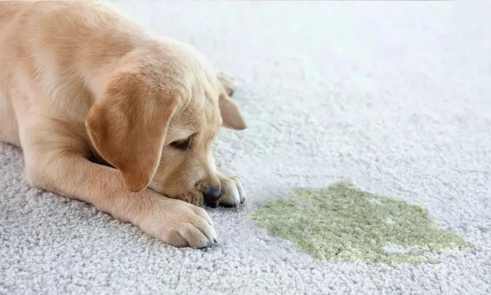 Crystals in Dog Urine: Causes, Symptoms, Treatment, and Prevention