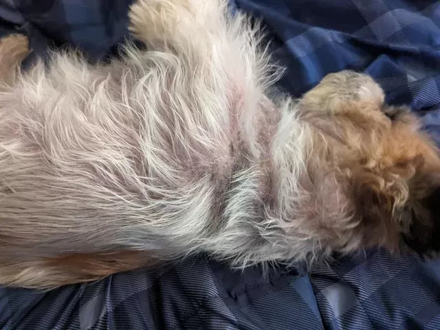 Dog Greasy Fur: Remedies to Help