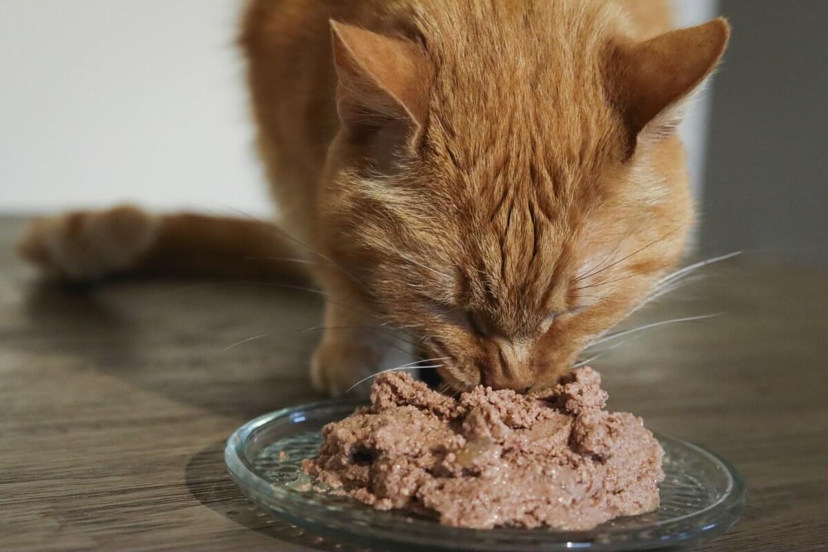 Why Does My Cat Always Want to Eat