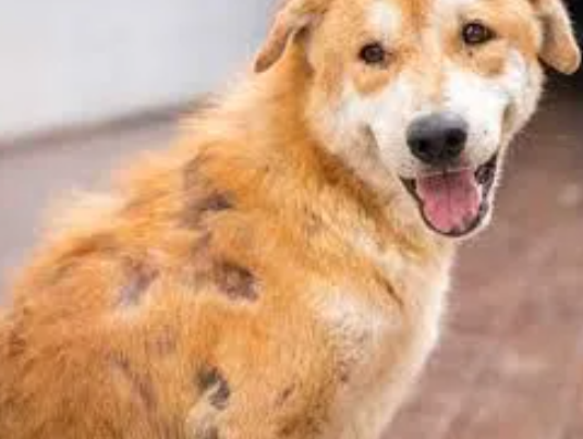 Will Dogs Hair Grow Back After Scab