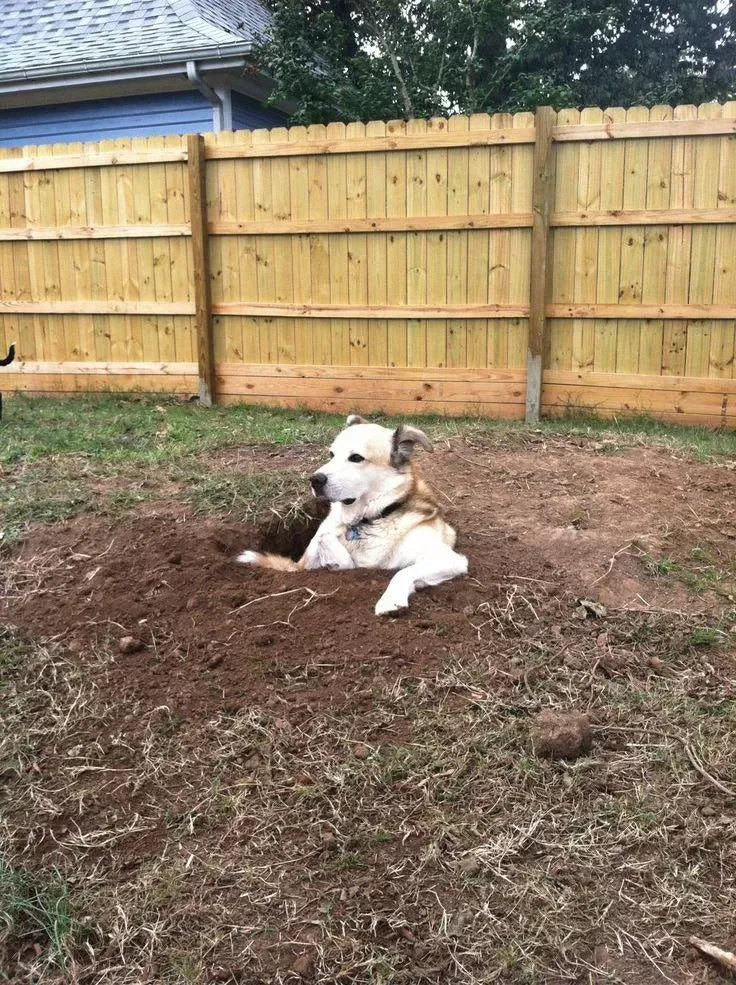 How to Stop Dogs from Digging