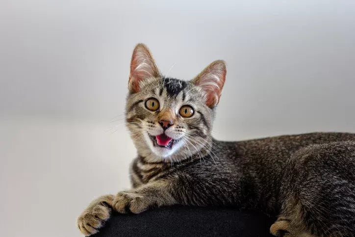 Why Is My Cat Breathing Fast​