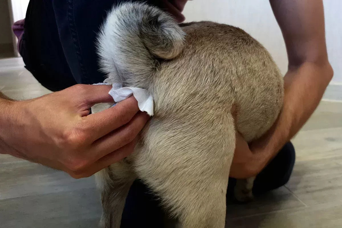 How to Express Cat Anal Glands: A Guide to Preventing Health Issues