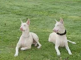 Albino Dogs: How Rare Are They