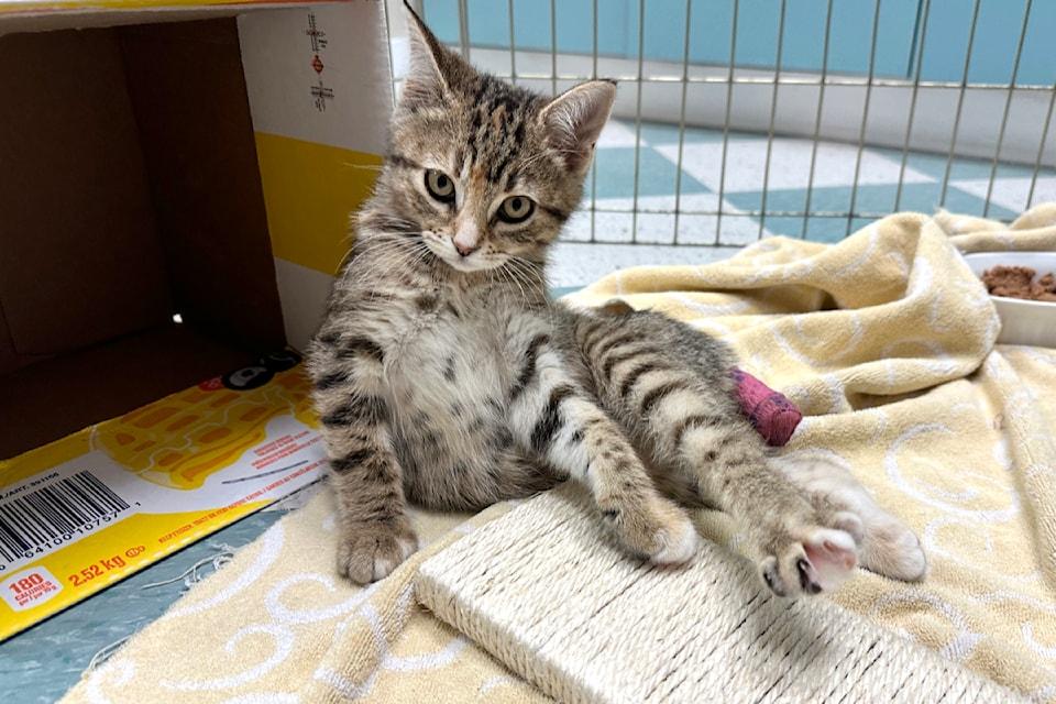 Broken Hip in Cats: Diagnosis, Treatment, and Recovery