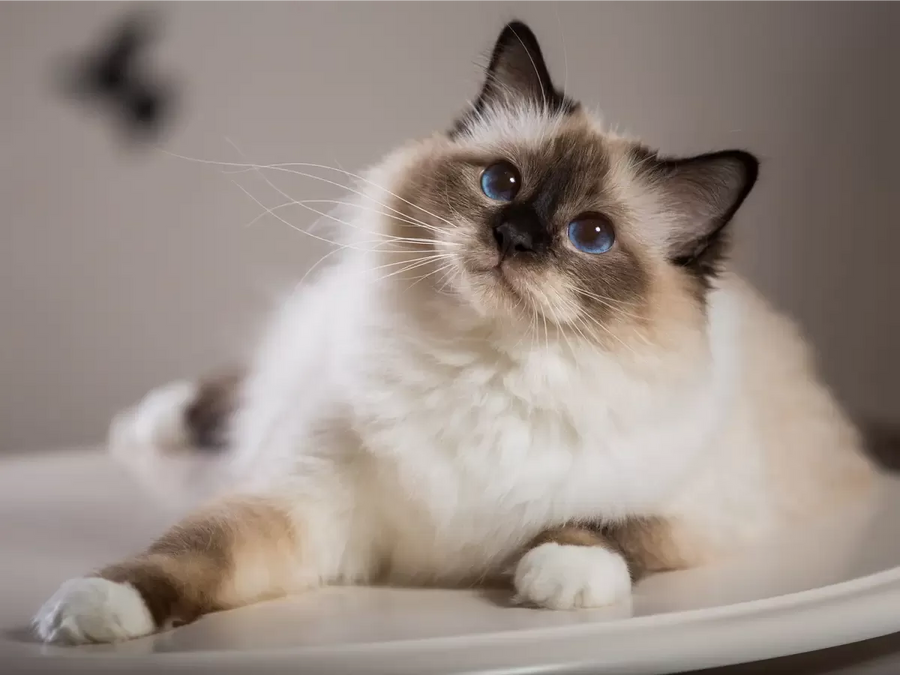 Breed Matters: Susceptibility to Hot Spots in Popular Cat Breeds
