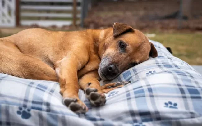Addison's Disease in Dogs