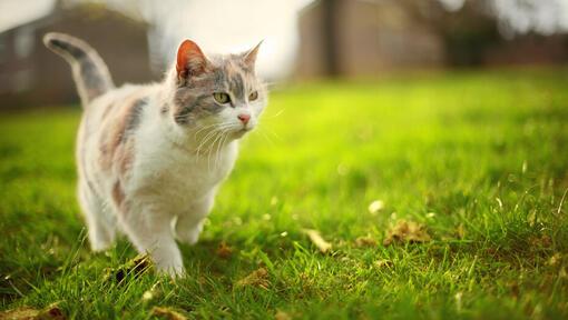 How Long Do Outdoor Cats Live
