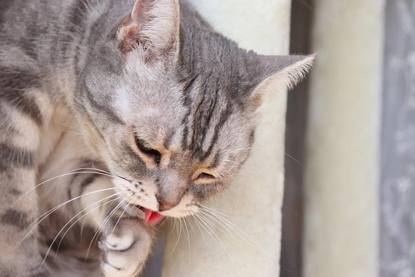 How to Induce Vomiting in A Cat