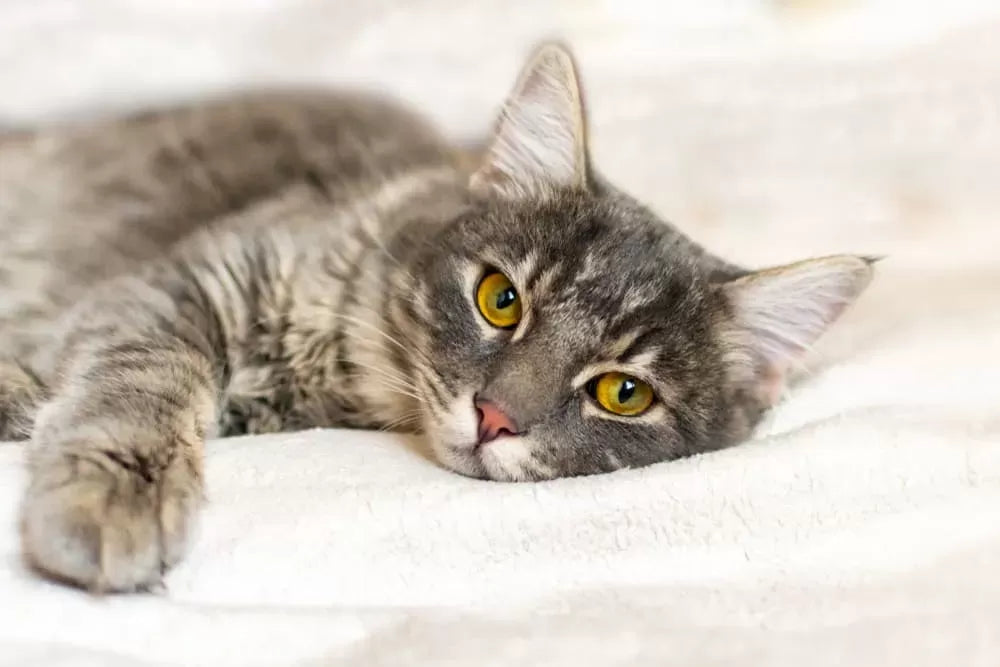 Warning Signs Your Cat Is Crying for Help