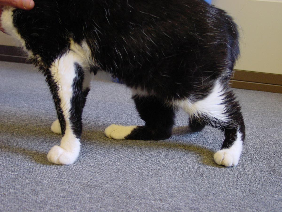 Cat Back Legs Weak