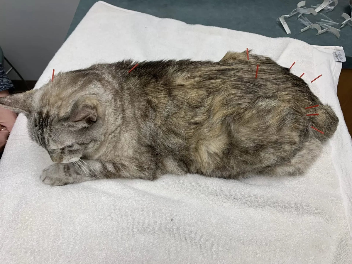 Understanding and Addressing Pain in Your Cat's Back Leg