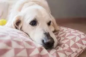Lymphangiectasia in Dogs