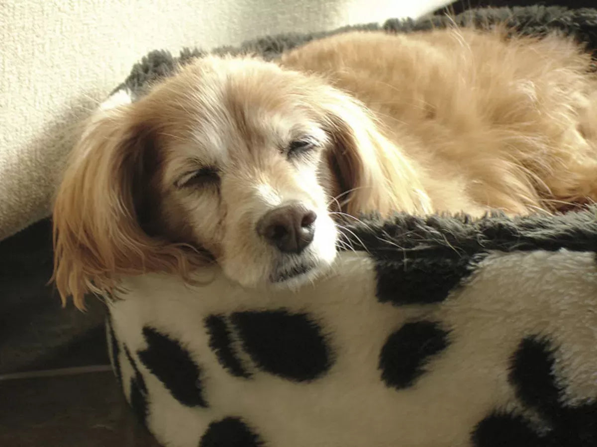 Dog Life Expectancy after Heartworm Treatment