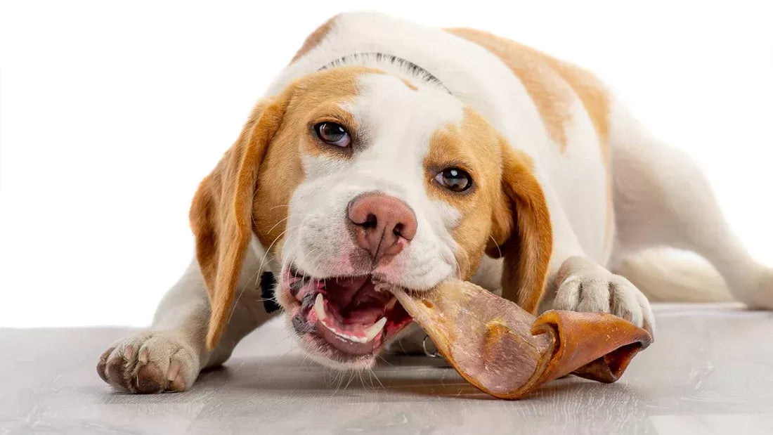 Are Pig Ears Good for Dogs