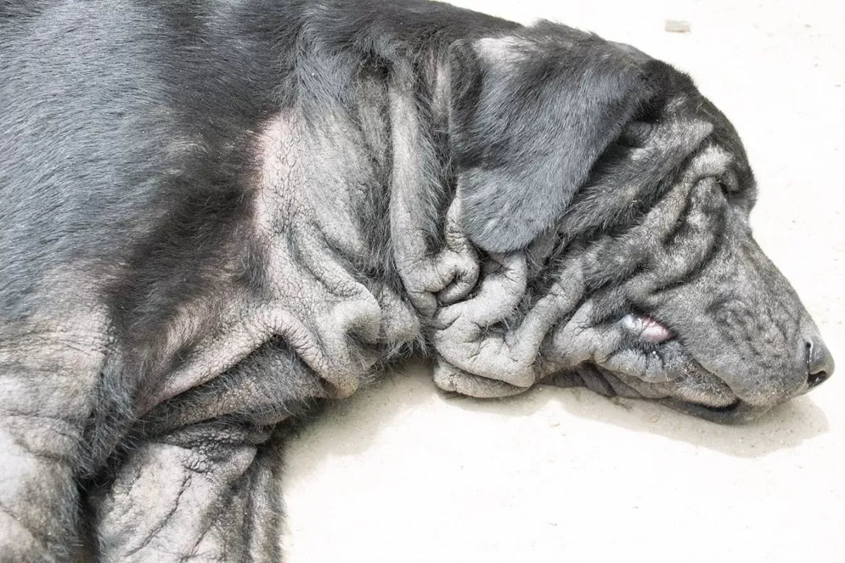 Dog Fungal Skin Infection