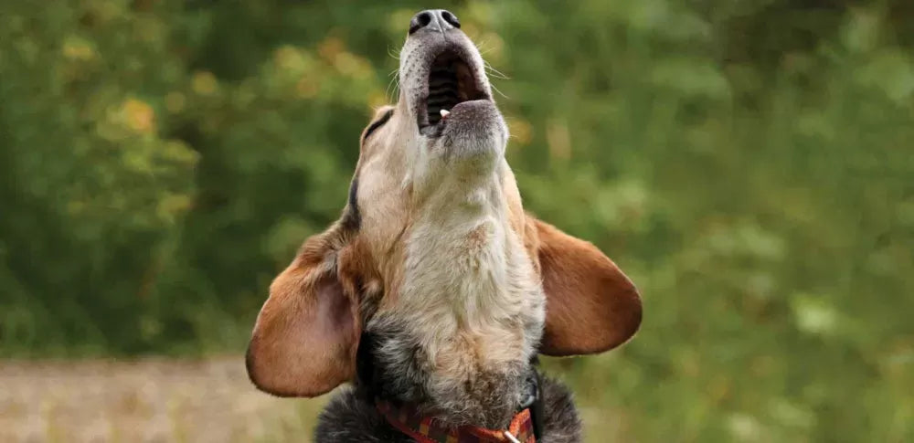 Why Do Dogs Howl At Night
