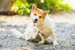 Dog Seasonal Allergies Home Remedies