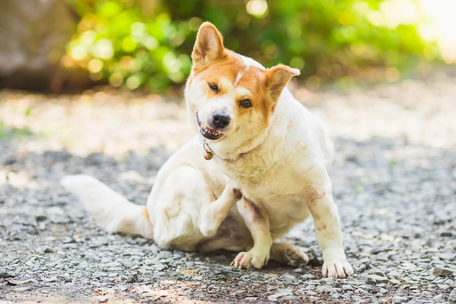 Dog Seasonal Allergies Home Remedies
