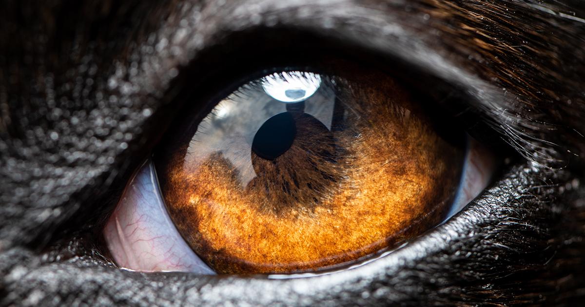 Canine Corneal Dystrophy