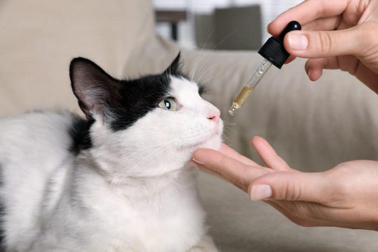 How to Give A Cat Liquid Medicine