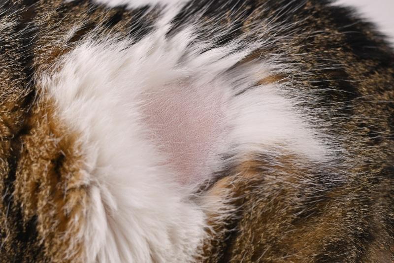 Understanding Cat Fur Loss: Causes, Treatments, and Prevention