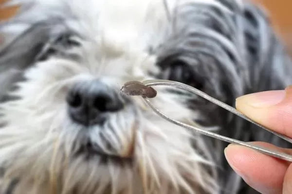 Tick Paralysis in Dogs: Symptoms, Treatment, and Prevention