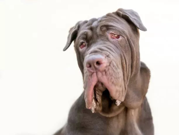 A Guide to Caring for Dog Jowls