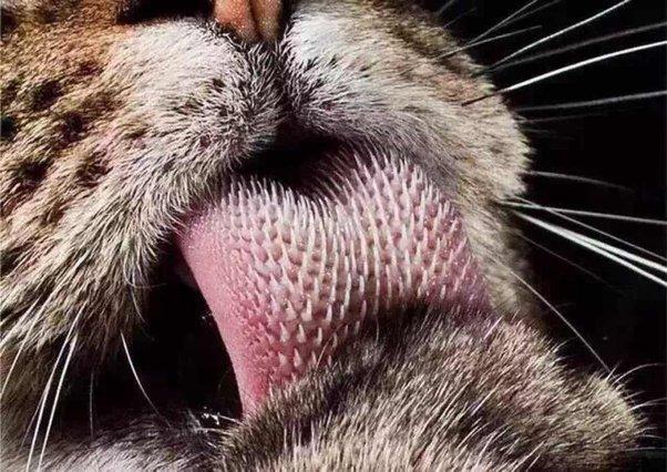 Why Are Cats Tongues Rough